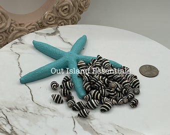 Bee Hive Snail Shells I 20 Tiny Black And White Seashells I 1/4" To 1/2" Bee Hive Shells I Striped Engina I Bumble Bee Seashells