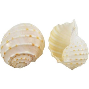 May include: Two white seashells with brown spots and a spiral pattern. The shells are smooth and have a glossy finish.