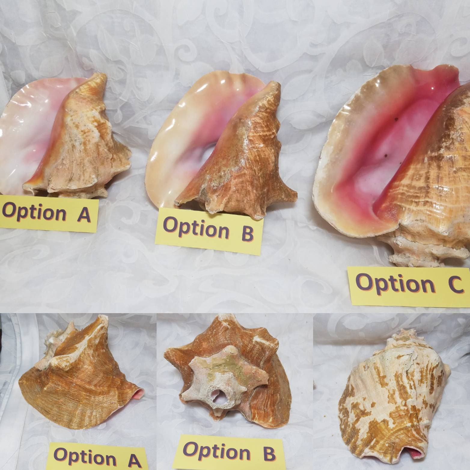 Queen Conch Shell for sale Only 3 left at 75