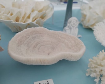 Bowl Coral I White Bowl Coral I Authentic Ocean Coral I Impresionante White Bowl Coral I All White Ocean Coral I Mesa Blanca Coral Centro de Mesa