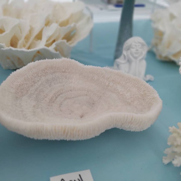 Bowl Coral I White Bowl Coral I Authentic Ocean Coral I  Stunning White Bowl Coral I All White Ocean Coral I White Table Coral Centerpiece