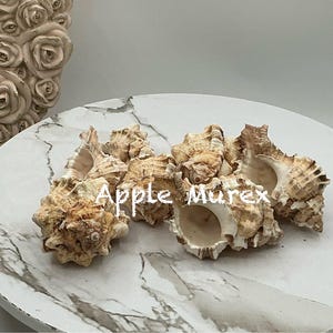 2 pezzi: conchiglia di murice mela, conchiglia di murice, conchiglie di murice beige, conchiglie di paguro, casetta di paguro, conchiglia di murice mela circa 5-7 cm