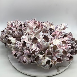 10-12&quot; Purple Barnacle Cluster I Real Barnacle I Ocean Barnacles I Authentic Ocean Barnacle Clusters I Purple Ocean Barnacles