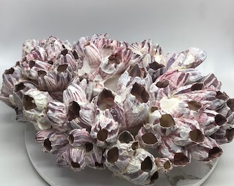 Purple Barnacle Clusters - Megabalanus Tintinnabulum - Coastal