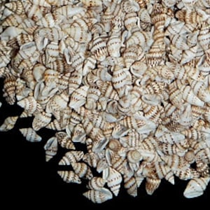 Mixed Nassa Shells I Tiny Nassa Seashells I Striped Nassa Shells I Small Craft Shells I