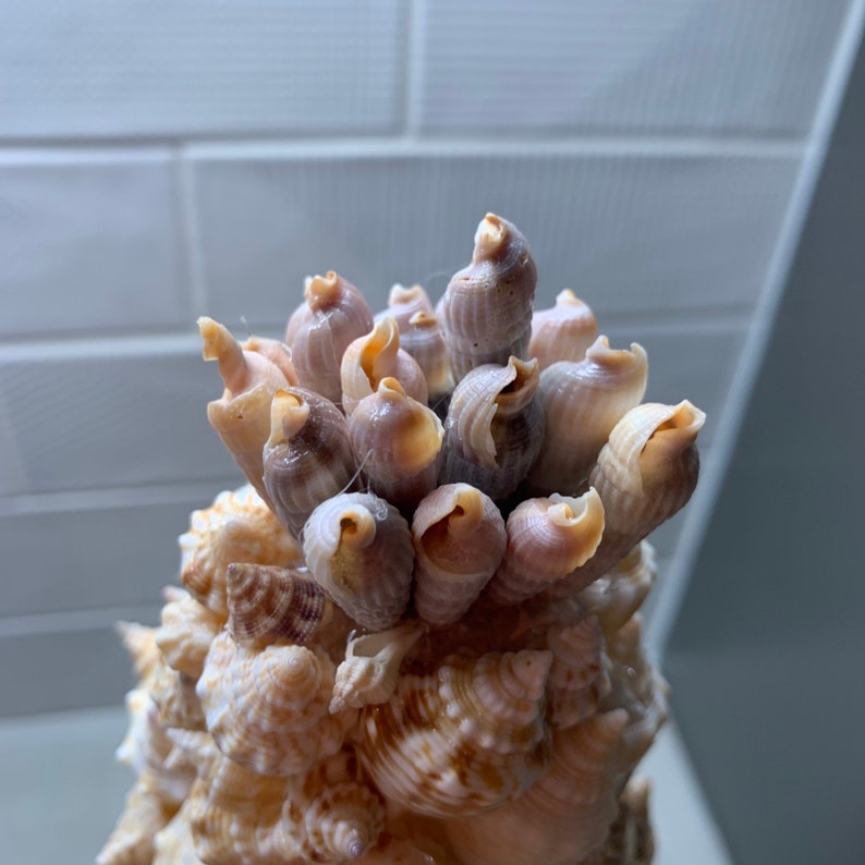 Shell Cone Tree, 10 Inches, Beachy, Conch - Etsy