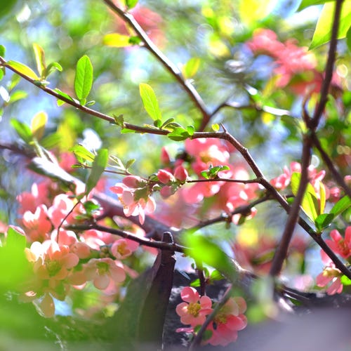 Brillant Samt Niedieck 70年代 80年代 ヴィンテージ ブラック