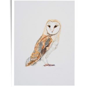 Barn Owl A4 Print