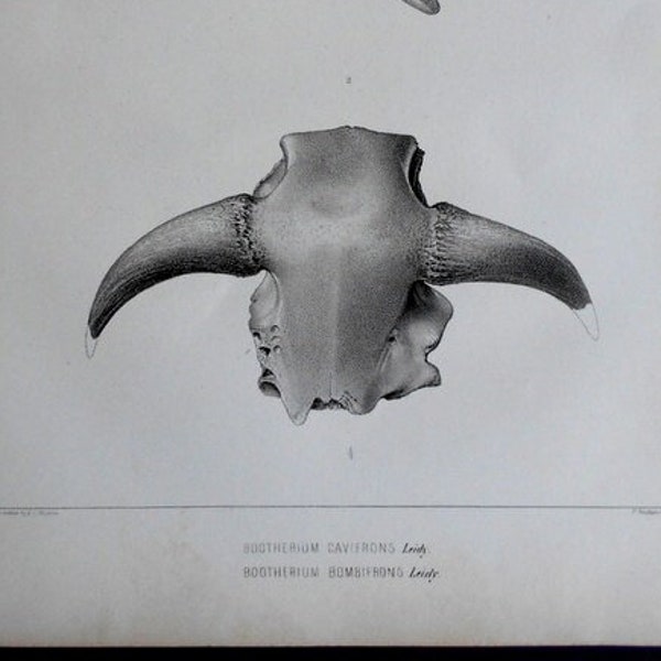 Bootherium Cavifrons & Bootherium Bombifrons. Extinct american Ox. Antique1853 Lithograph of Fossil Skull, Horns. Original