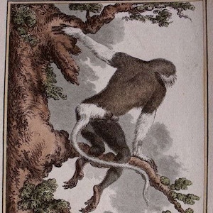 May include: An antique print depicting a Douc monkey, viewed from the back, perched on a tree branch. The monkey has brown fur with white limbs and a white beard. The print includes the text "LE DOUC VU PAR LE DOS."