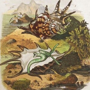 May include: An antique botanical illustration featuring various marine life and insects. The image showcases a large, detailed seashell, several moths, and a starfish-like creature. The color palette includes browns, greens, and yellows, with a backdrop of a coastal landscape.