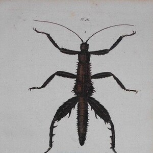 May include: Antique botanical illustration of a stick insect, with a detailed depiction of the insect's body and legs. The image includes a colorful scene of a water landscape with other insects. The text "17. 483" is in the upper right corner.
