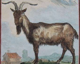 1783 Le Bouc, The Goat engraved by De Seve. Buffon Antique Handcolored Engraving. Original Natural History 200 years old. Vintage