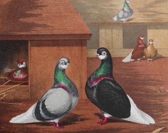 1890 Blue & Black Beard Pigeons, Bird Lithograph. After painting by J.W. Ludlow, by Vincent Brooks, Day and Son Lithography