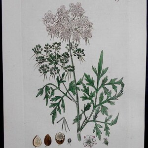 1835: Fool's Parsley, Aethusa Cynapium. Beautiful Original Botanical Antique Engraving. Flower, Herb, Botany. Handcolored. By Baxter. image 2