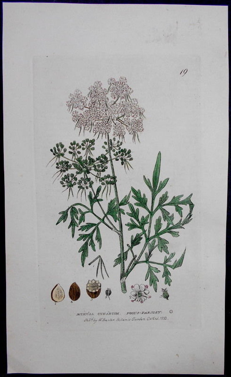 1835: Fool's Parsley, Aethusa Cynapium. Beautiful Original Botanical Antique Engraving. Flower, Herb, Botany. Handcolored. By Baxter. image 2