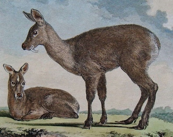 1783 Musk Deer, Le Musc. Buffon Antique Handcolored Engraving. Original Natural History Over 200 years old. Vintage Zoology