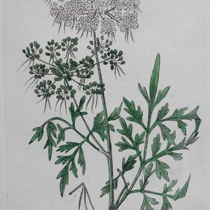 1835: Fool's Parsley, Aethusa Cynapium. Beautiful Original Botanical Antique Engraving. Flower, Herb, Botany. Handcolored. By Baxter. image 1