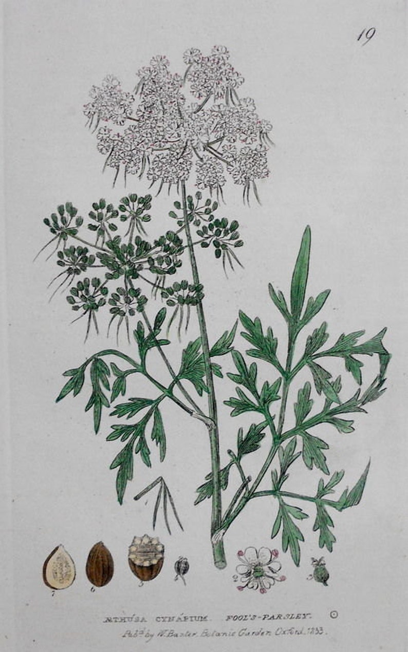 1835: Fool's Parsley, Aethusa Cynapium. Beautiful Original Botanical Antique Engraving. Flower, Herb, Botany. Handcolored. By Baxter. image 1