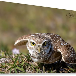 Wydruk fotografii dzikiej przyrody z puszczykiem – Cape Coral, Floryda, sztuka przyrodnicza