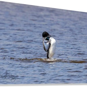 Puede incluir: Un pato porrón islándico blanco y negro se mantiene erguido en agua azul ondulante, acicalándose las plumas con el pico. El ave tiene la cabeza oscura con una mancha circular blanca cerca del ojo. El texto Chris Smerz Wildlife Photography es visible.