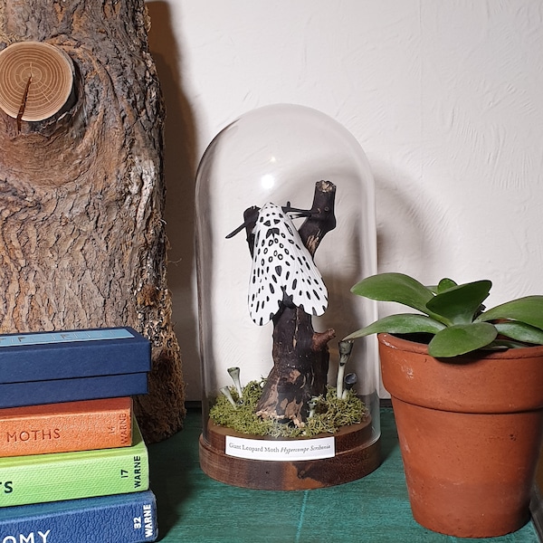 Giant leopard moth bell jar diorama. Porcelain moth fauxidermy. Ceramic butterfly sculpture. Nature art pottery. Taxidermy home decoration.