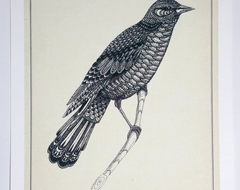 Blackbird artist print. Bird giclee print. Natural history illustration. Art. Unique, hand drawn.