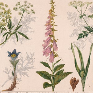 Flora Poisons Poisonous PLANTS  Antique Print ca 1890