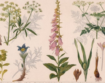 Flora Poisons Poisonous PLANTS  Antique Print ca 1890