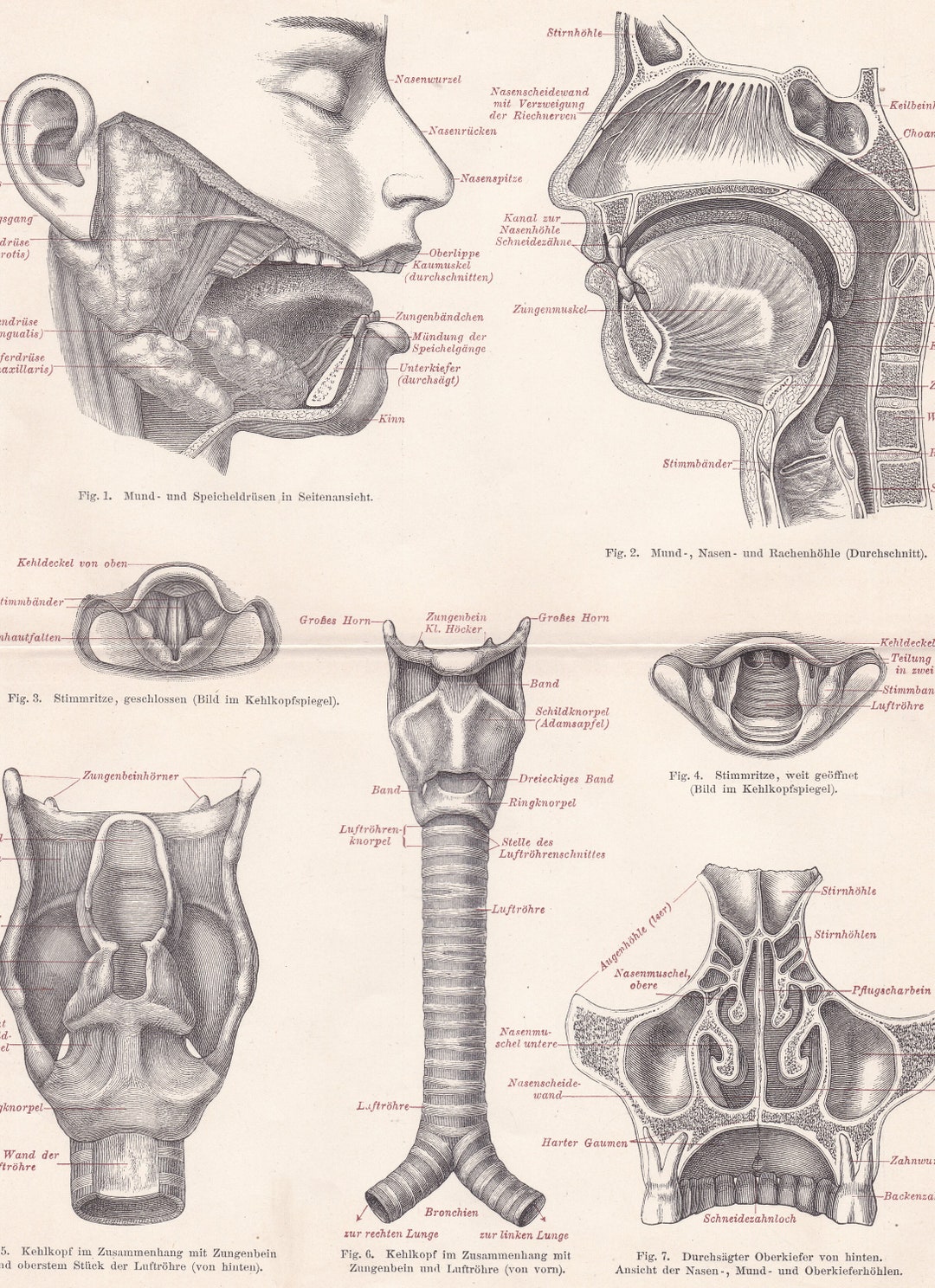 1896 MOUTH NOSE LARYNX Antique Lithograph, Anatomy, Human Anatomy, 125 ...