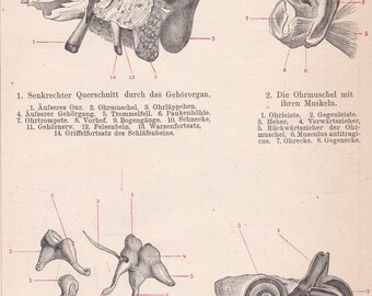 Human Ear Anatomy Chart Vintage 1920s Music to the Ears Medical ...