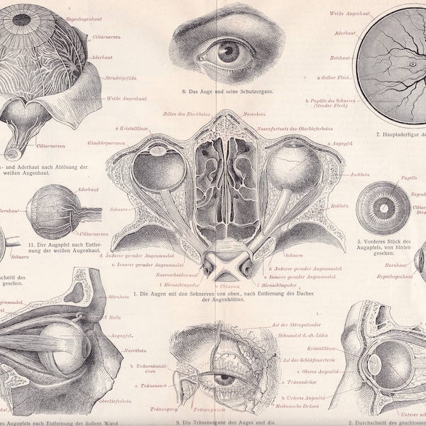 ANATOMIA CZŁOWIEKA OKO Okulistyka Stare odbitki chromolitograficzne