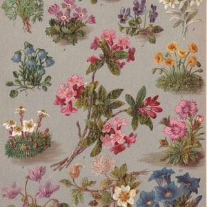 Peut inclure: Une illustration botanique vintage présentant 12 types de fleurs différents. Les fleurs sont représentées dans différentes couleurs, notamment le rose, le violet, le bleu, le jaune et le blanc. L'illustration est sur un fond gris clair.