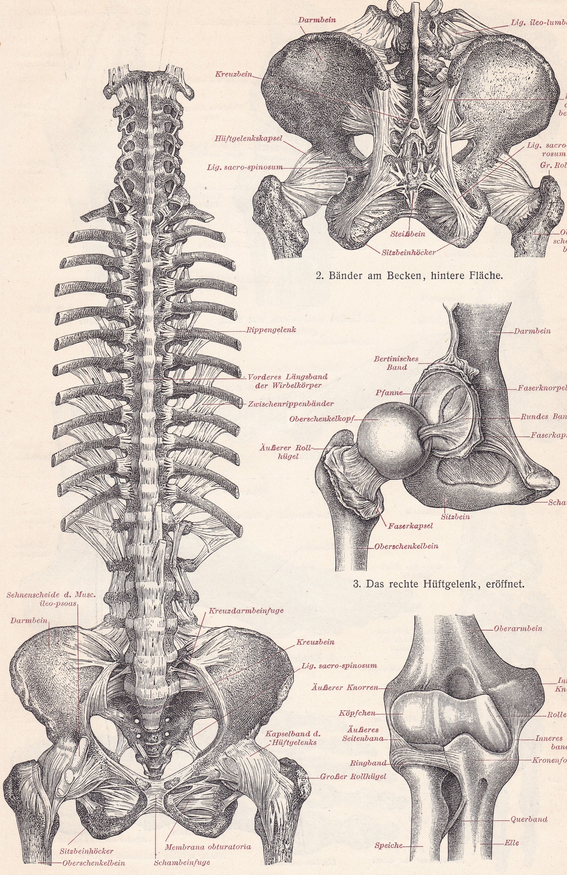 1896 Ligaments of the Human Body Antique Lithograph Print, Anatomy ...