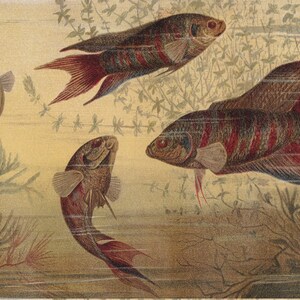 Peut inclure: Une illustration vintage de quatre poissons colorés nageant dans un aquarium avec des plantes aquatiques vertes et brunes. Les poissons ont des écailles et des nageoires rouges, orange et brunes.