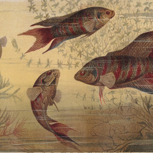 FAUNA ANIMALS Paradise FISH Antique Chromolithographic Prints