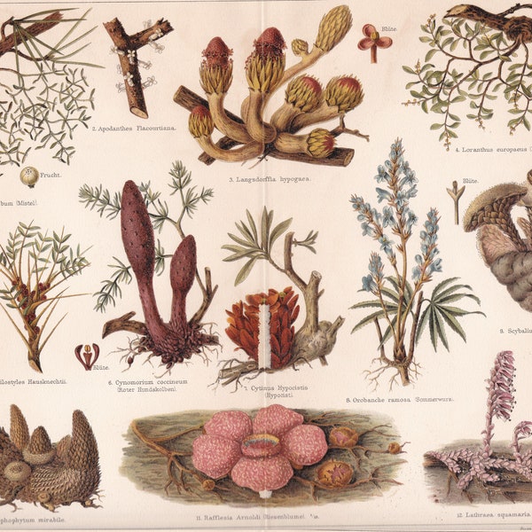 Flora PARASITIC PLANTS Antique Print ca 1890