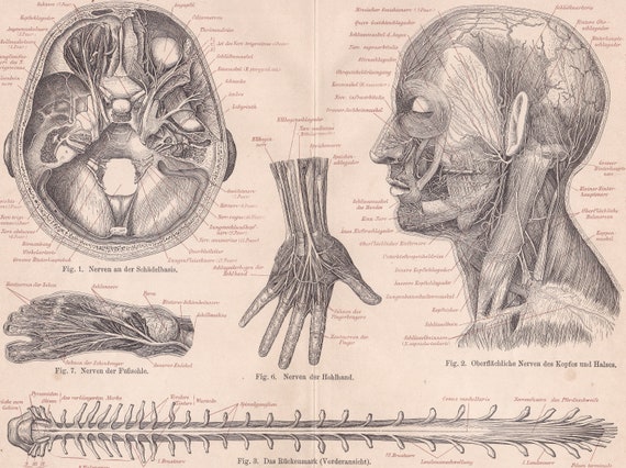 125 years old fine print 1896 MUSCLES of the HUMAN BODY Antique ...