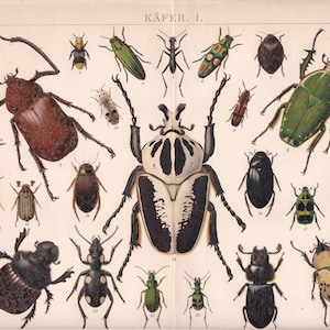 Fauna Animal Insects BEETLE BUG Types  Antique Print ca 1890