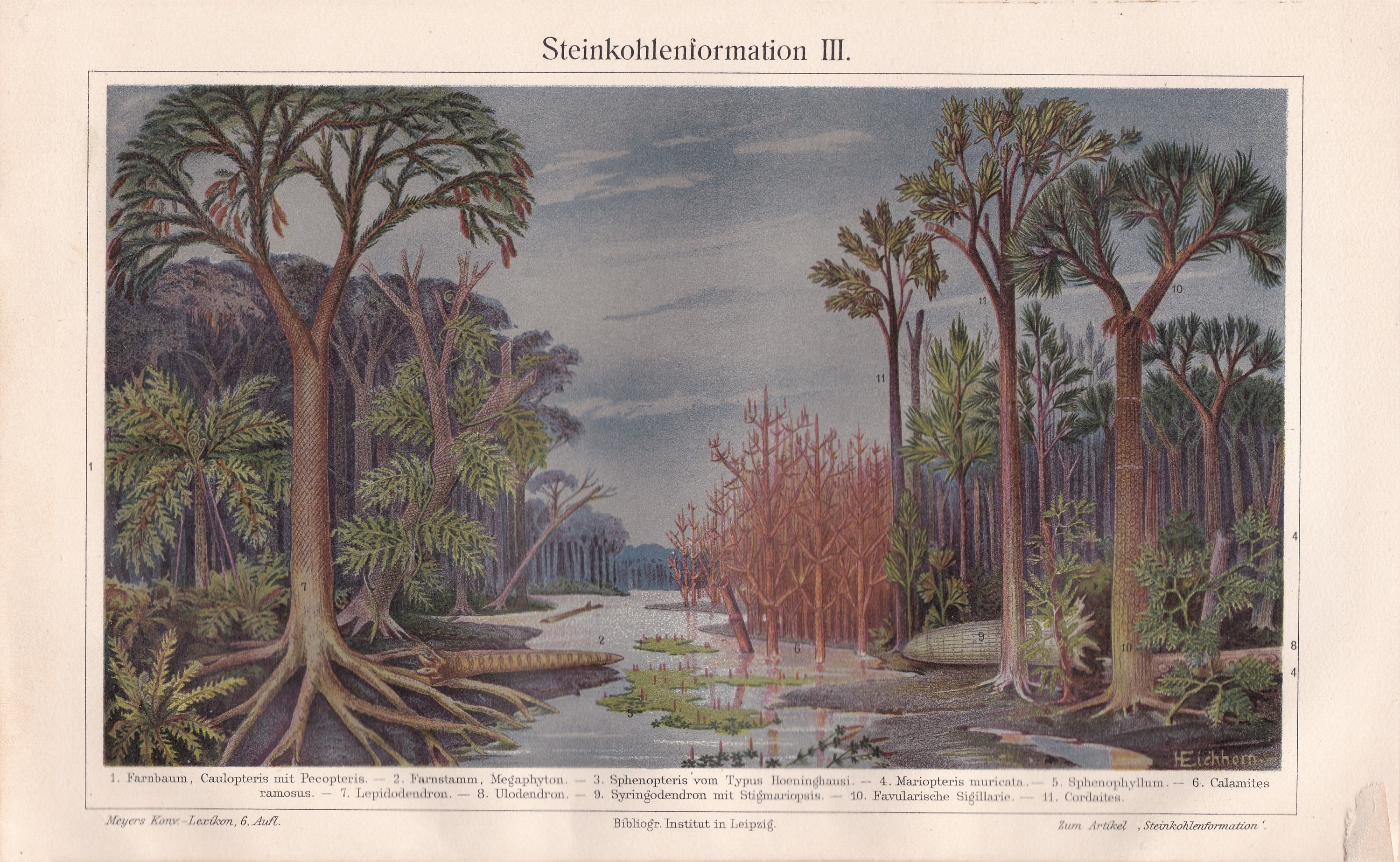 1895 COAL FORMATION Sources Plants and Ttrees Antique Lithograph