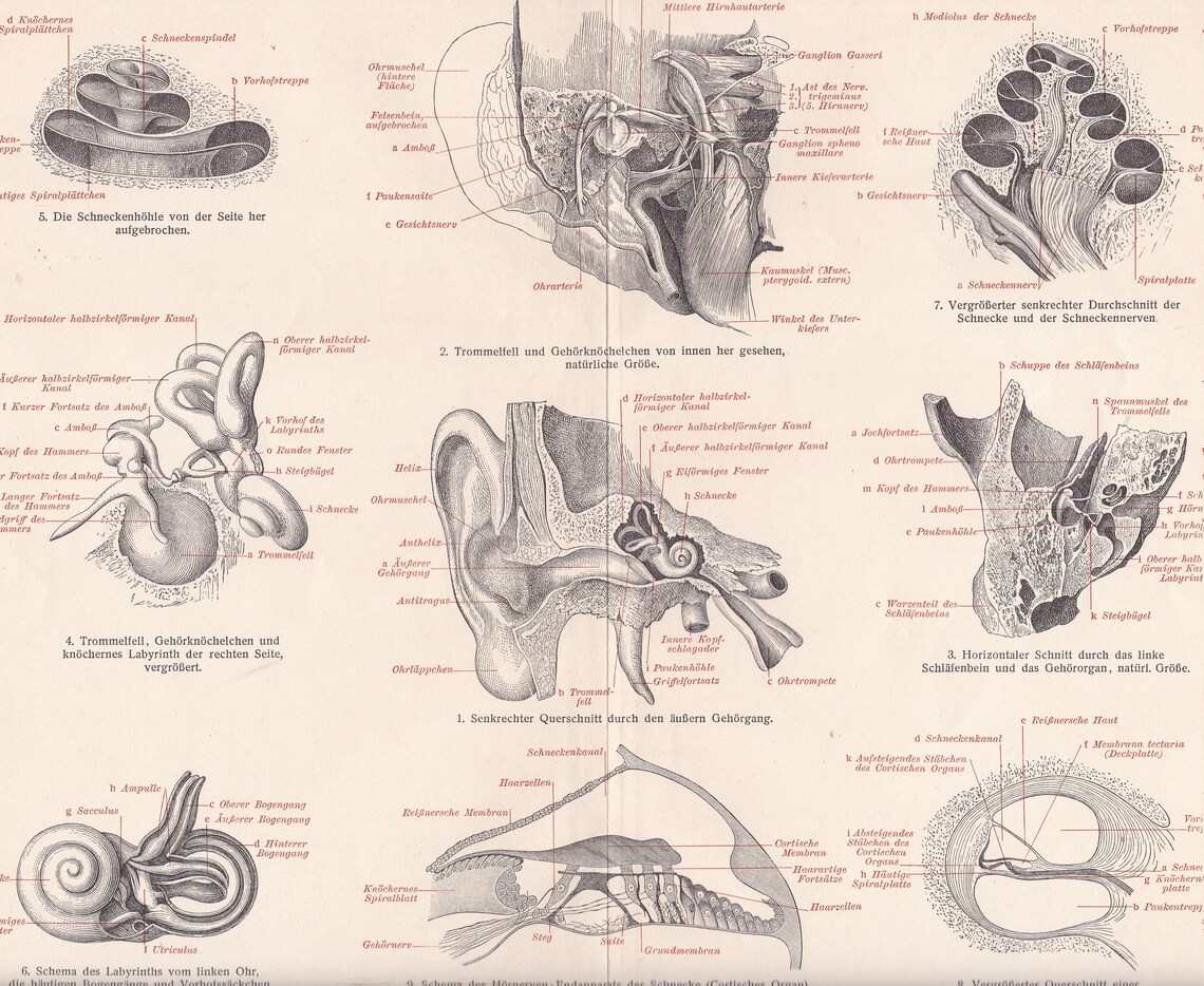Anatomie des menschlichen Ohres, Ohr Chanel, Eardrum, Ossicles Temporal ...