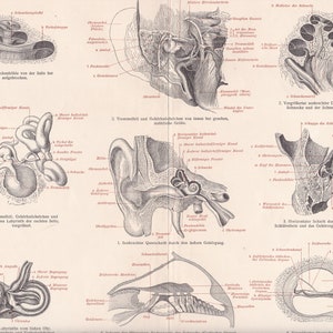 Anatomy of the Human Ear, Ear Chanel, Eardrum, Ossicles Temporal Bones Helicotrema Cochlear Nerves Organ of Corti Antique Engraving