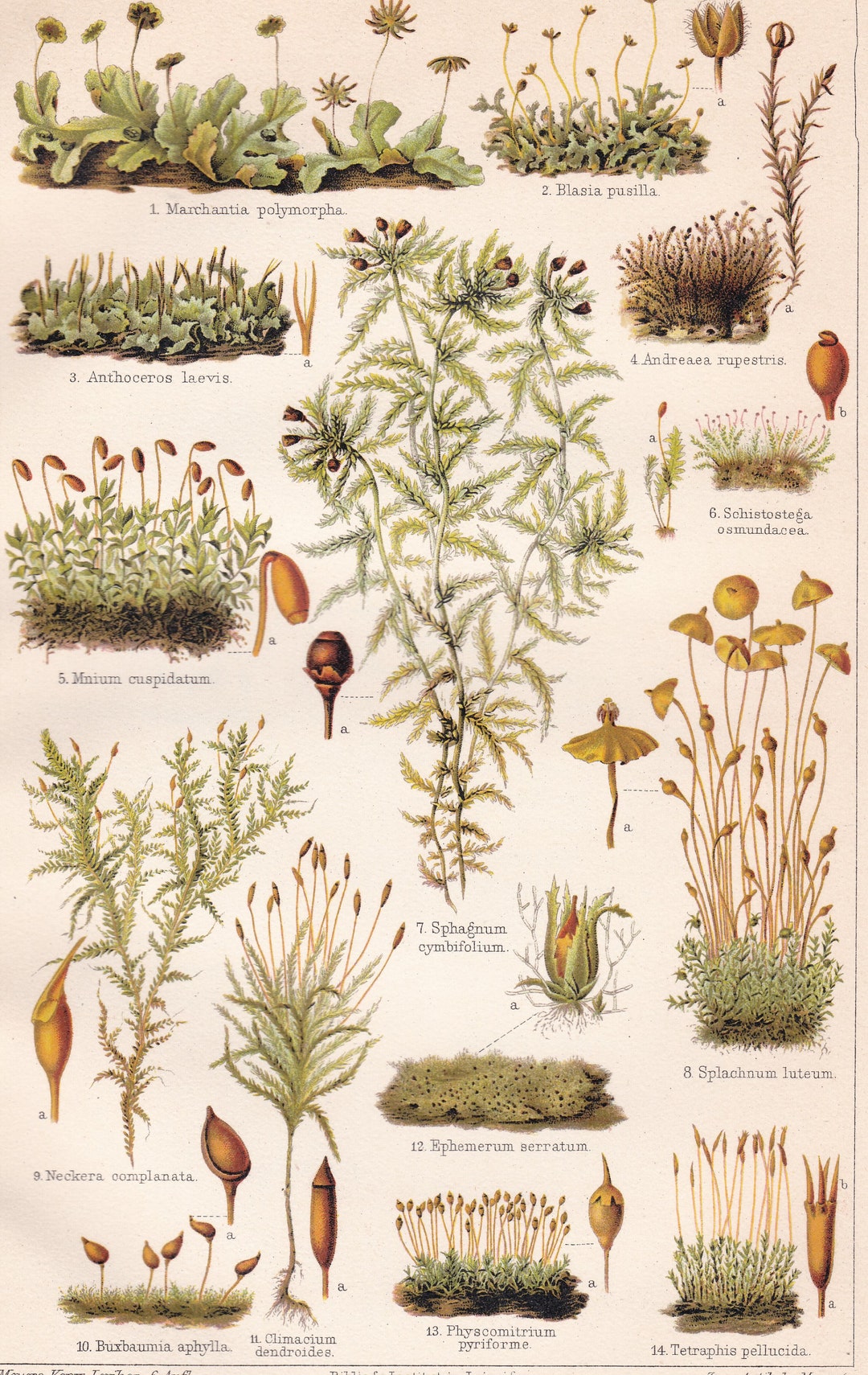 Flora PLANTS MOSSES Varieties Antique Print Ca 1890 - Etsy