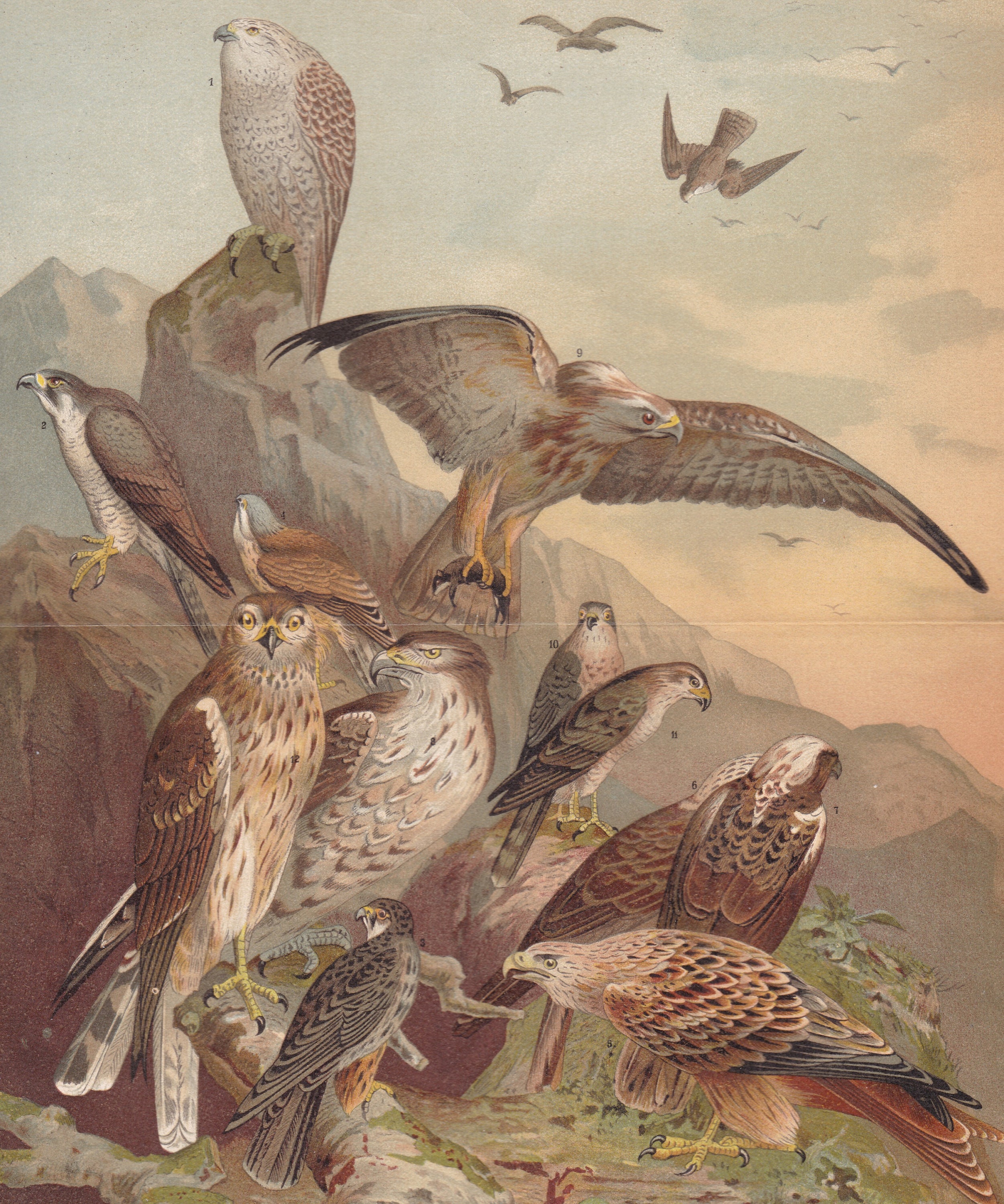 1894 German / European BIRDS of