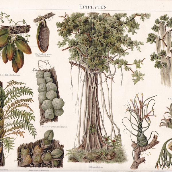 Flora Plants Epiphyte Antique Print ca 1890