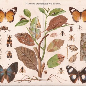 1894: Fauna MIMICRY BUTTERFLIES INSECTS Antique Chromolithograph Print