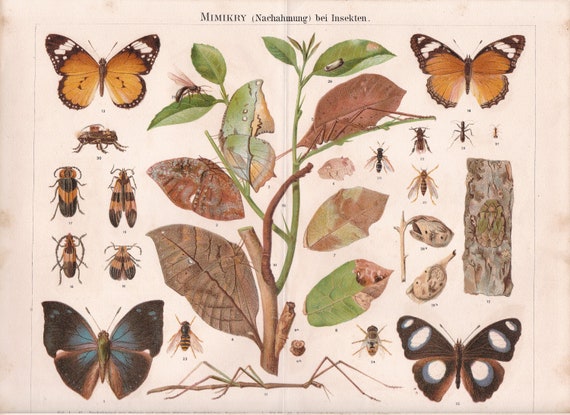 1894 Fauna MIMICRY BUTTERFLIES INSECTS Antique Chromolithograph Print