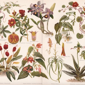 Flora HOUSE PLANTS FLOWERS  Antique Print ca 1890