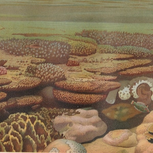 FAUNA ANIMALS Live Reef CORALS Antique Chromolithographic Prints
