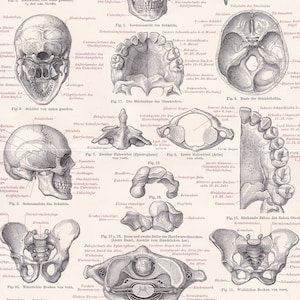 1896 HUMAN SKELETON Antike Lithographie Druck, Anatomie, Menschliche Anatomie, 125 Jahre alter Fine print